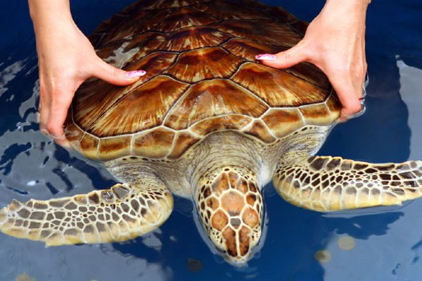 Turtle Hatchery Kosgoda Sri Lanka
